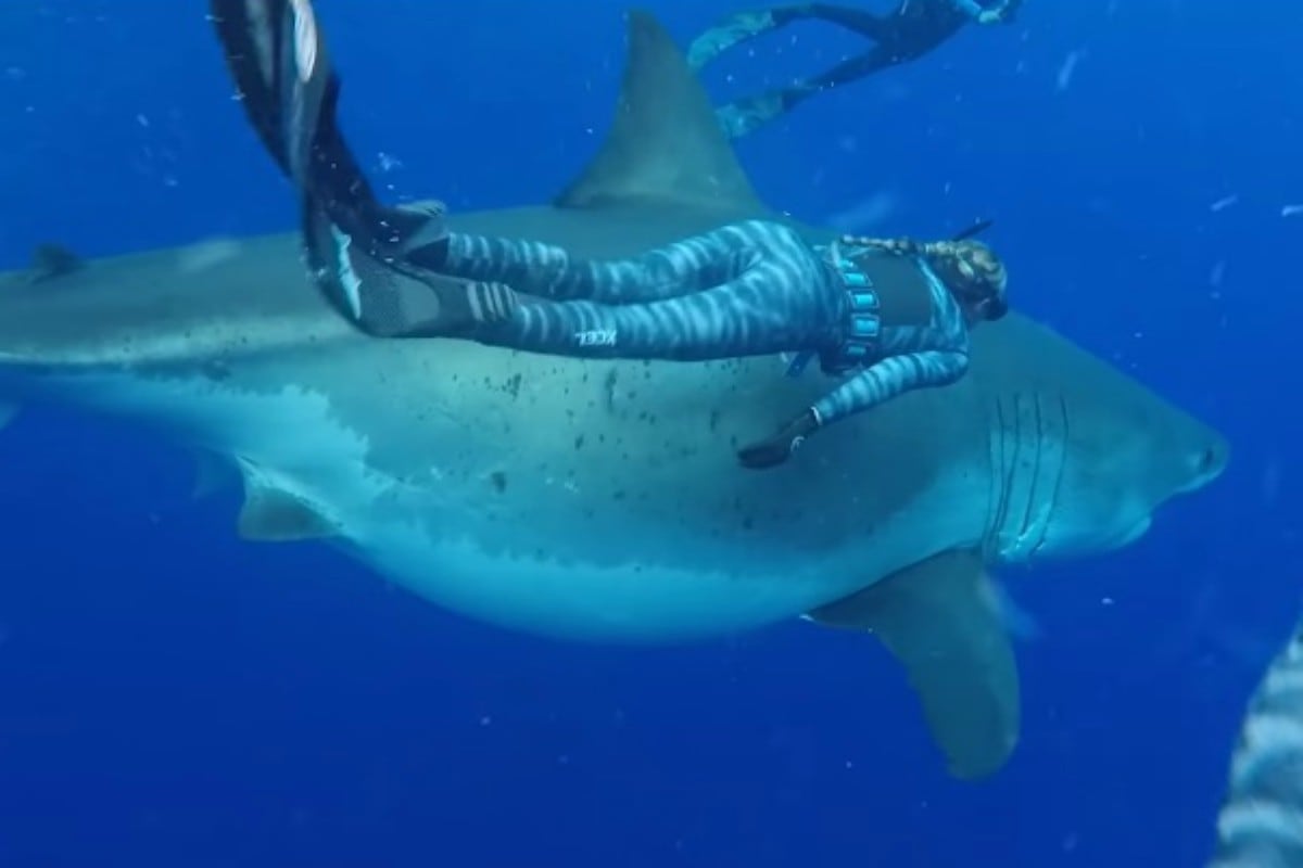 Se viralizó en YouTube el inesperado encuentro entre un grupo de buzos y un tiburón blanco. Ocurrió en Hawái. (Foto: Captura)