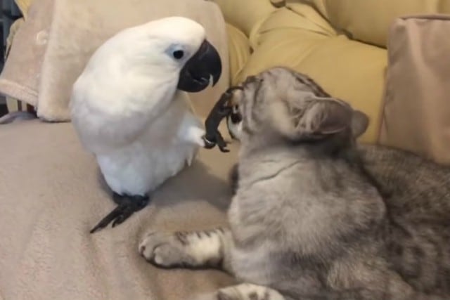 Clip protagonizado por una cacatúa y un gato demostraría que aves y mininos pueden convertirse en los mejores amigos. (Foto: Captura)
