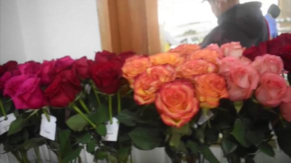 De los campos de Colombia salen rosas únicas para San Valentín hacia todo el mundo
