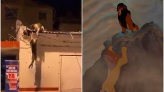 ¡A lo Mufasa y Scar! Dos gatos callejeros recrearon escena del ‘Rey León’ [VIDEO]