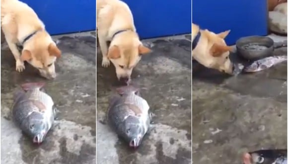Perro enternece las redes sociales al intentar salvar a peces moribundos echándole agua con su hocico. (Captura)