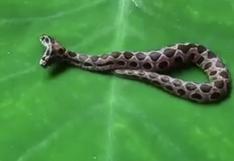 ¡En alerta! Encuntran extraña serpiente de dos cabezas en la India y es extremadamente venenosa 