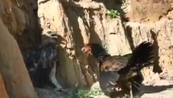 Video viral | Una gallina se enfrenta con todo a un águila que intentó  cazar a sus crías | Facebook | FB | Tendencias | Zoo | Animales | nnda nnrt  | OFF-SIDE | DEPOR