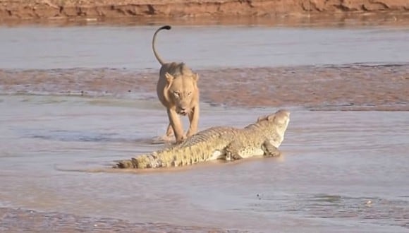 Se volvió viral el feroz enfrentamiento entre un cocodrilo y un león. Las imágenes fueron captadas en una reserva animal de Kenia. (Foto: Kai Banks / YouTube)