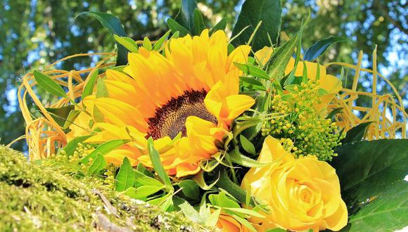 ¿Por qué se regalan flores amarillas el 21 de marzo en México? (Foto: Pixabay)