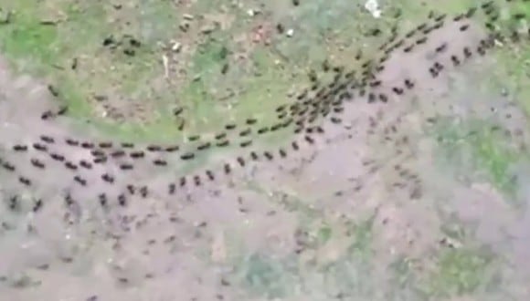 Un video viral muestra la ordenada forma de desplazarse de termitas y hormigas en medio de la naturaleza. | Crédito: @SteveStuWill / Twitter.