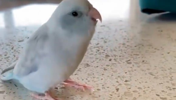 Así es como esta ave dice ‘Te amo’ y enternece las redes sociales (Foto: Instagram)