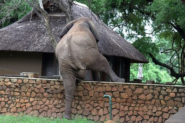 En las imágenes que causaron revuelo en las redes sociales se observa al paquidermo trepando un muro como lo haría una persona. (Foto: Ian Salisbury/Daily Mail)
