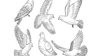 Sabrás si realmente eres un alma libre seleccionando una paloma en este test visual