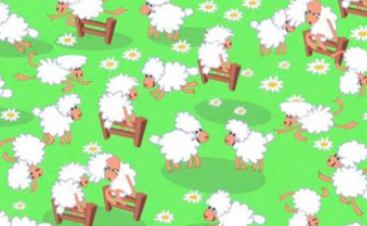 Viral: halla la gallina escondida entre las ovejas de la imagen cuanto antes (Foto: Facebook)