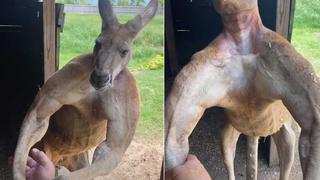 Canguro muestra su espectacular musculatura y deja sin palabras a millones con este video viral