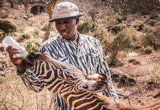 ¡Hermoso gesto! Guardianes de reserva natural usan trajes a rayas para cuidar a cebra que quedó huérfana en Kenia