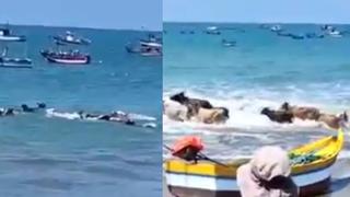 Viral: Vacas asombran tras meterse a nadar a Playa de Zorritos en Tumbes