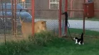 Choque de especies: león enjaulado es desafiado por gato y reacción final remece las redes sociales [VIDEO]
