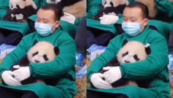 Con mucho cariño, el cuidador sostiene entre sus brazos al oso panda bebé que está arrullado. (Foto: @buitengebieden_/composición)