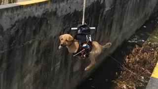 ¡Un éxito en YouTube! Ingeniero modifica un dron para rescatar a un cachorro [VIDEO]