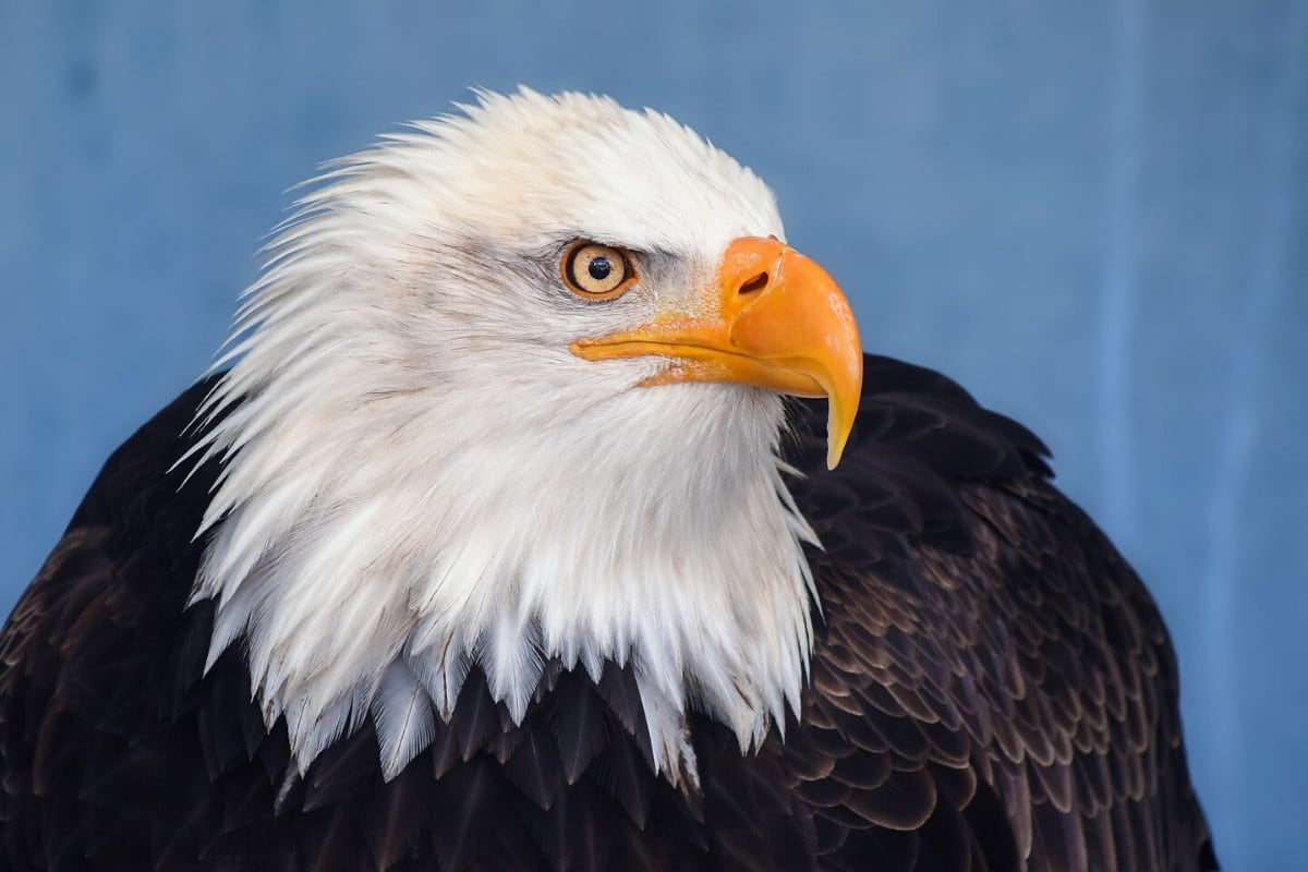 Un águila protagonizó una increíble grabación al confundir una cámara con una de sus presas. (Foto: Pixabay/Referencial)