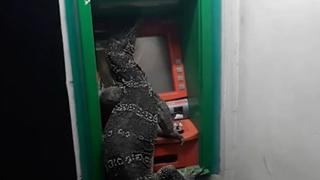 Lagarto se apodera de un cajero automático y asusta a clientes de un banco