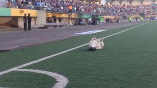 Segunda División: el perro que se robó el show en el Boys vs. Loreto
