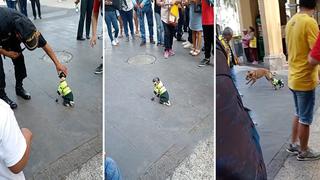 Video Viral: Perrita policía “resguarda” las calles en el Centro de Lima