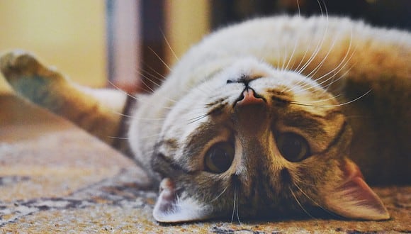 Una gata causó sensación en las redes sociales por su peculiar forma de reaccionar a un juguete. (Foto: Pixabay/Referencial)