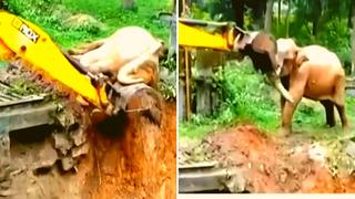 Video viral: Elefante es rescatado con pala mecánica