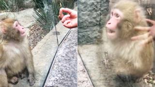 La insólita reacción de un mono tras ver un magnífico truco de magia en el zoológico 