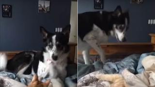 Perro y gato juegan a ‘las traes’ y cautivan a miles con un imperdible video viral