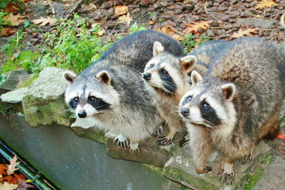 Un grupo de mapaches quedó atrapado en una casa a la que se metieron sin invitación. (Foto: Pixabay/Referencial)