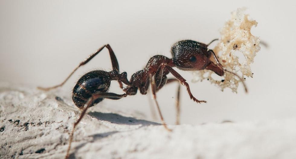 Una hormiga monta a una mariquita en un video que viene causando sensación en las redes