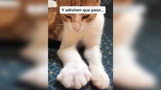 GATO ‘jugó’ con un ABEJORRO y VIDEO VIRAL de Facebook te muestra las consecuencias