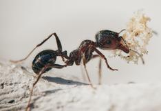 Una hormiga monta a una mariquita en un video que viene causando sensación en las redes