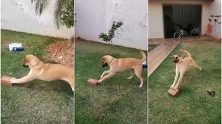El más feliz: perro se divierte con ladrillo y desata furor en redes sociales [VIDEO]