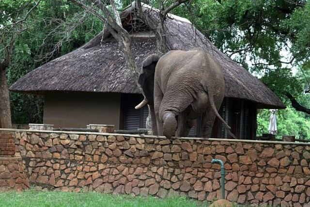 En las imágenes que causaron revuelo en las redes sociales se observa al paquidermo trepando un muro como lo haría una persona. (Foto: Ian Salisbury/Daily Mail)