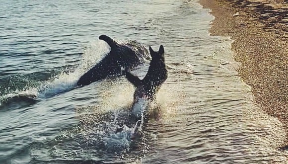 Mira el video viral de perro y delfín jugando en la orilla de una playa de Crimea. (Foto: Instagram/zvezdopad_vospominanij)
