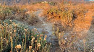 Reto viral: hay un conejo escondido en el paisaje y muy pocos lograron encontrarlo