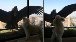 No te pierdas este video viral de un perrito que “defendió” a su dueña de dos cóndores