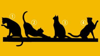 Test viral de personalidad: elige el gato que más te gusta y descubrirás qué es lo más importante para ti