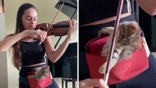 Esta gatita dejó de ser asustadiza cuando escuchó a su dueña tocar el violín