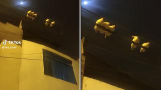 Video Viral: Registran a gallinas posadas en los cables de luz en plena noche