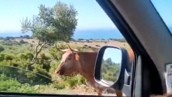 El video viral del momento: un hombre le preguntó a una vaca cómo llegar a Bolonia y esta le indica el camino a seguir. (Foto: @javiebenitez / Twitter)