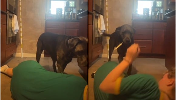 Pone a prueba a su perro entrenado fingiendo ahogarse y el animal la persigue con un cuchillo. (Foto: @thedeeckendogs / TikTok)