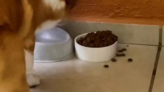 Cada uno disfruta como quiere: perrito se hace viral por forma de comer poco ortodoxa [VIDEO]
