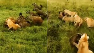 Leonas se enfrascan en una cruenta pelea con una manada de hienas para salvar a su compañera 