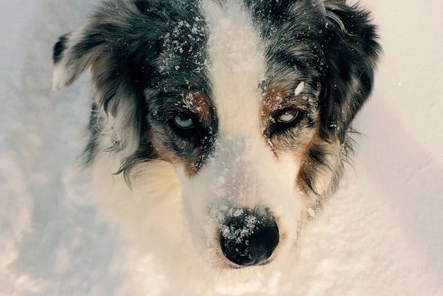 ¿Qué harías sin ves un perro con 6 crías en medio de la nieve? Esta historia ha conmovido a cientos de usuarios en Facebook | Foto: Pixabay (Desliza hacia la izquierda para ver más fotos)