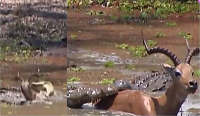 Impala escapó de la boca de 2 cocodrilos tras hundirse en el fango. (Foto: Captura/YouTube)