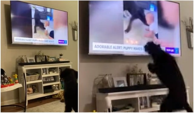 Reacción de perro al verse a si mismo en la TV enternece al mundo. (Foto: TikTok/Captura)