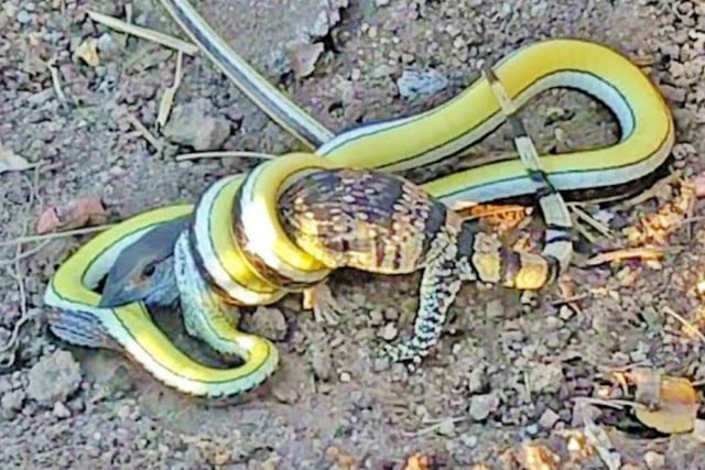 Se viralizó en Facebook y YouTube la batalla a muerte entre una cría de lagarto y una serpiente. (Foto: Captura/Kruger Sightings)