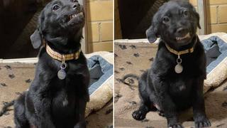 Perrito de refugio sonríe de oreja a oreja para que lo adopten y logra hallar un hogar