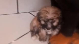 Cachorro enternece TikTok por creer que enorme alcancía en su madre [VIDEO]